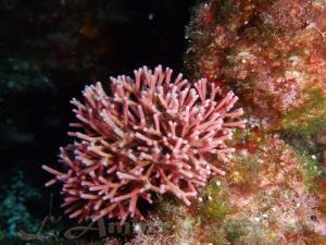 Actiporine 8G - Jania Rubens